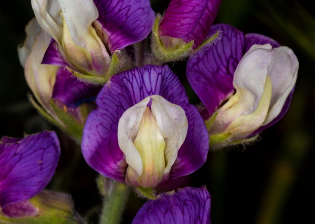 Lathyrus littoralis - Maritime Lupine 16-9419.jpg